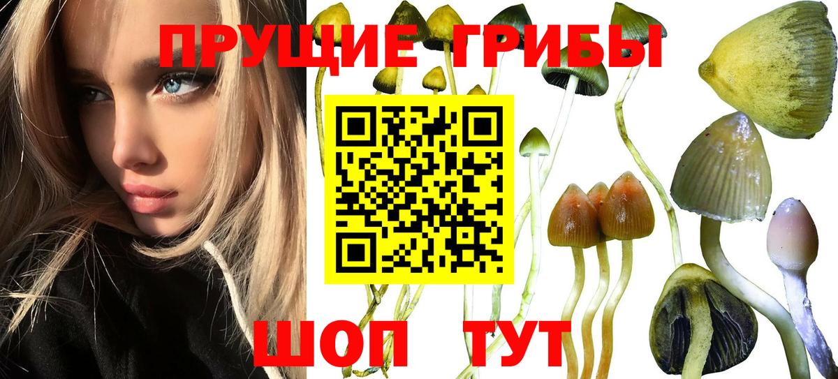 Псилоцибиновые грибы прущие грибы  Псилоцибиновые грибы GOLDEN TEACHER  Нурлат  Вход с VPN 